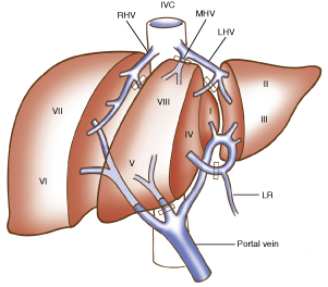 Liver_40-3